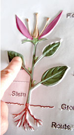 A person's hand is feeling a scientific image of a flower. This tactile image is a colorful illustration that has been thermoformed with Braille and raised-line pictures.